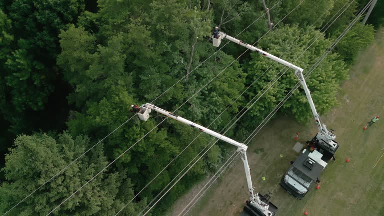 Tree and Shrub Care